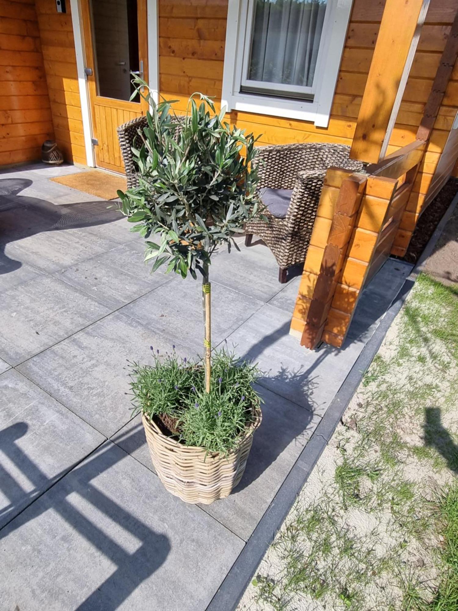 Nieuw - Luxe Blokhut Chalet In Bosrijke Omgeving Anloo Esterno foto
