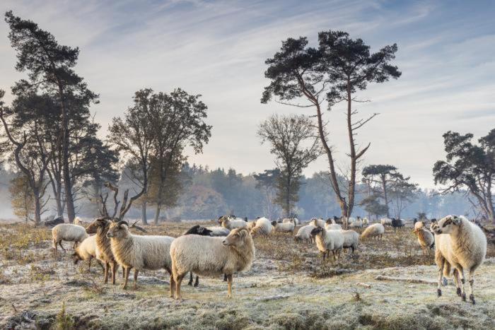 Nieuw - Luxe Blokhut Chalet In Bosrijke Omgeving Anloo Esterno foto