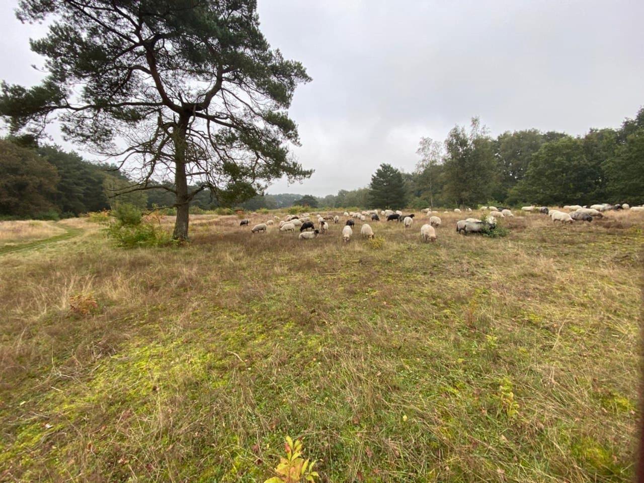 Nieuw - Luxe Blokhut Chalet In Bosrijke Omgeving Anloo Esterno foto